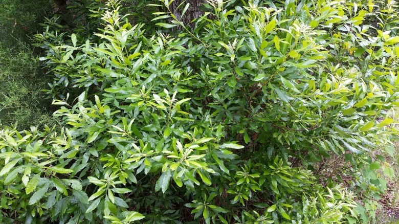 Full branches of wax myrtle with bright green leaves