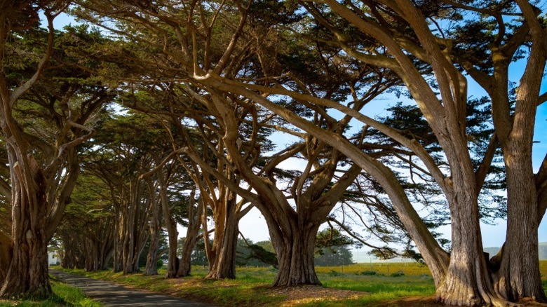 A dense growth of Monterey cypress trees
