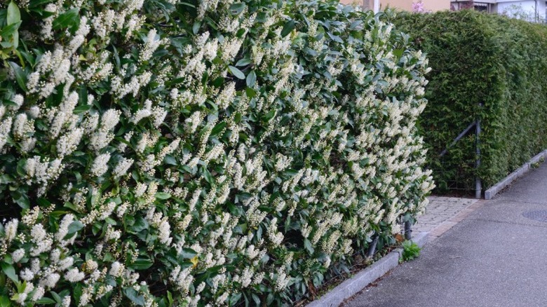 A bold and large cherry laurel hedge