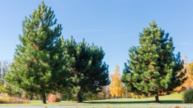 Large mature eastern white pine trees in lawn