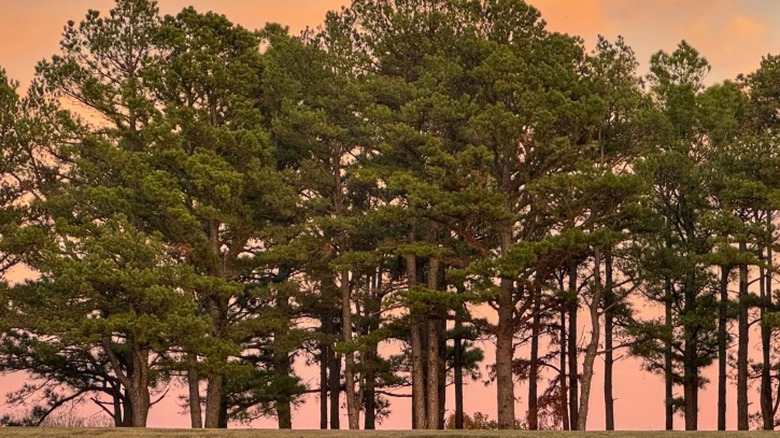 A close stand of mature Loblolly pine trees
