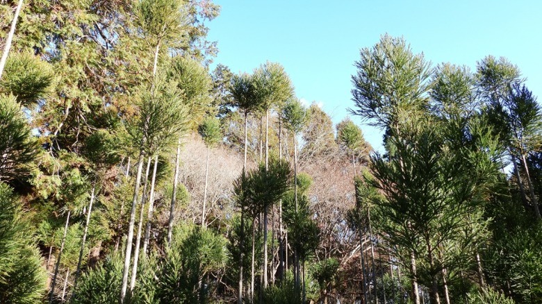 A large grouping of Japanese cedar trees
