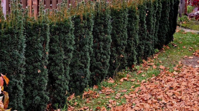 Evergreen trees growing in a line as a privacy structure