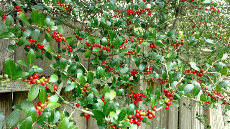 Yaupon holly growing up and over a fence