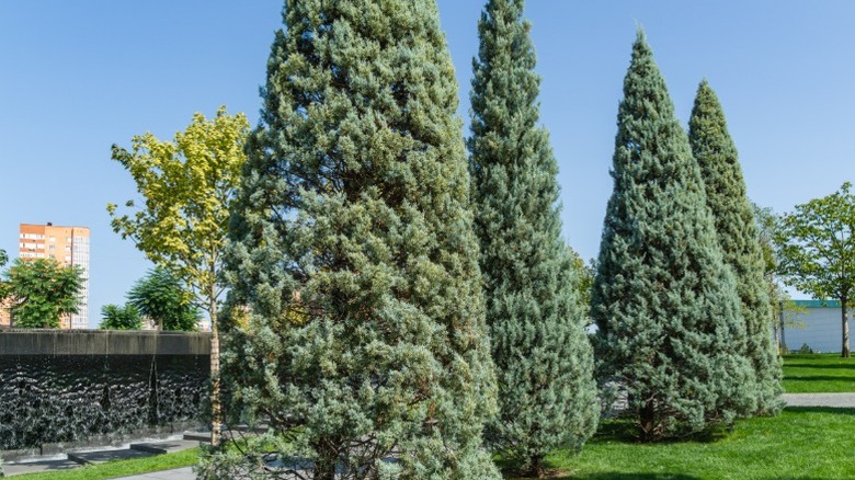 A group of trimmed Arizona cypress trees