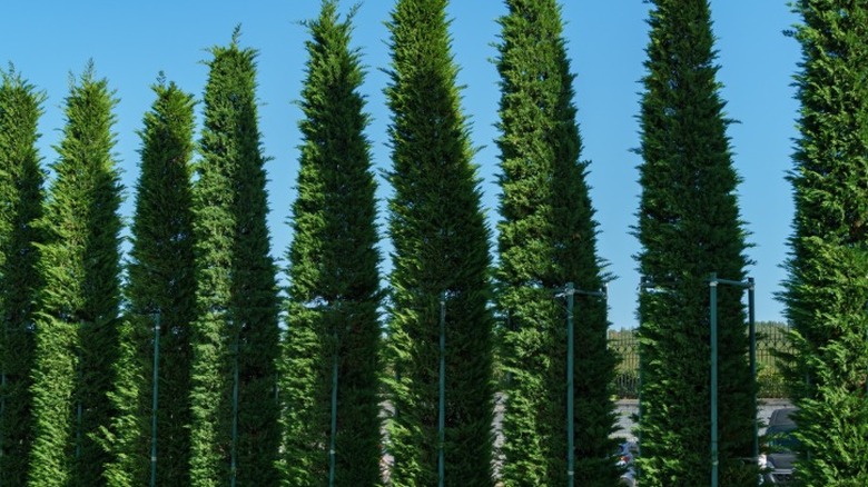 Tall and manicured Leyland cypress trees in a row