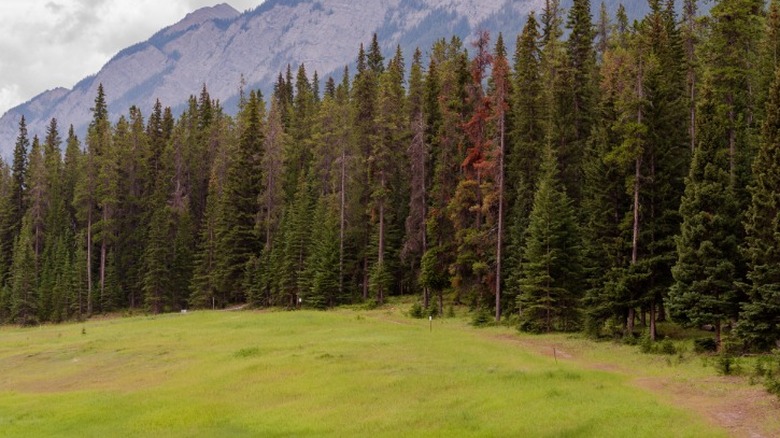 Tall Douglas firs serving as a privacy and windbreak around a pasture