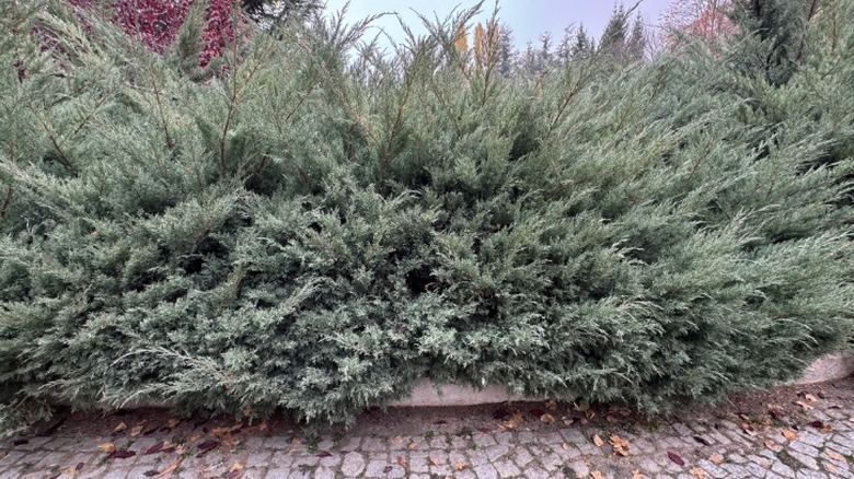 An eastern red cedar trimmed into a bold hedge