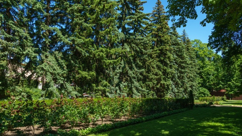 A solid row of Norway spruce trees