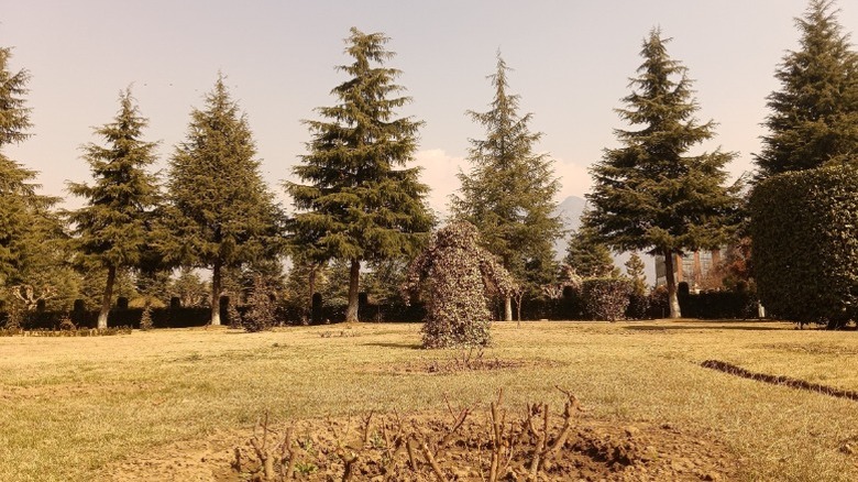 A stand of mature deodar cedar trees