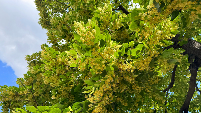 A linden tree in bloom.
