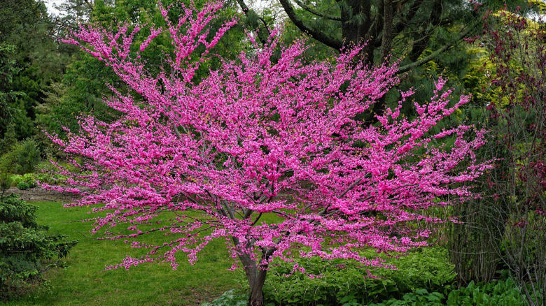 An American redbud tree in full bloom.