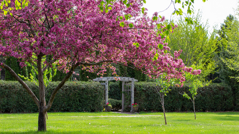A crabapple tree covered in hot pink blooms grows in an ornate backyard.