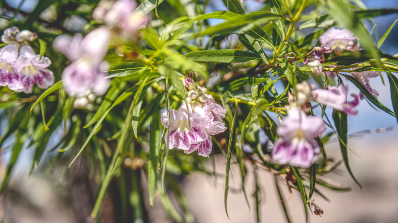 Desert willow blooms and leaves up close.