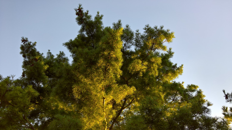 eastern white pine against a dusk sky