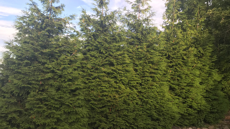 Green giant arborvitae trees grown as a windbreak or privacy screen.