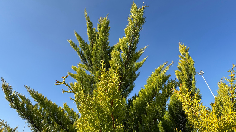 A Leyland cypress tree grows against a blue sky.