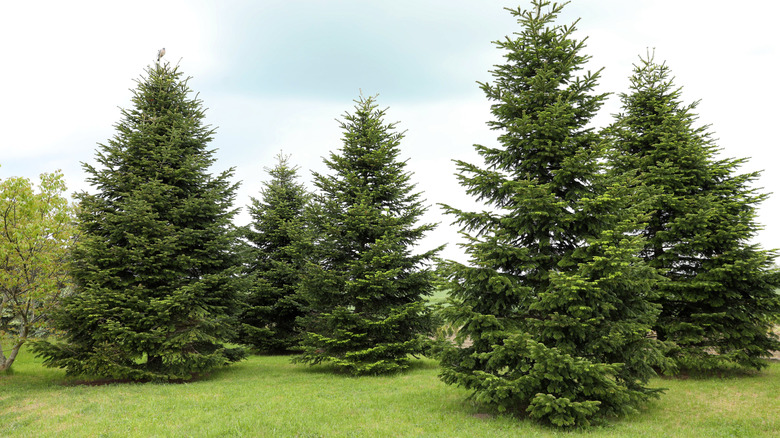 A stand of noble fir trees in a large backyard.