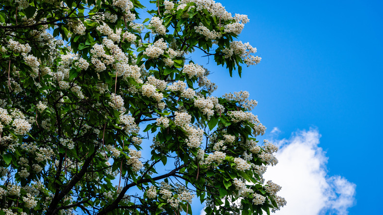 A flowering Northern catalpa tree against a blue sky with clouds.