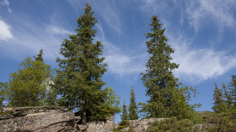 Two Norway spruce trees grow on top of a rocky cliff.