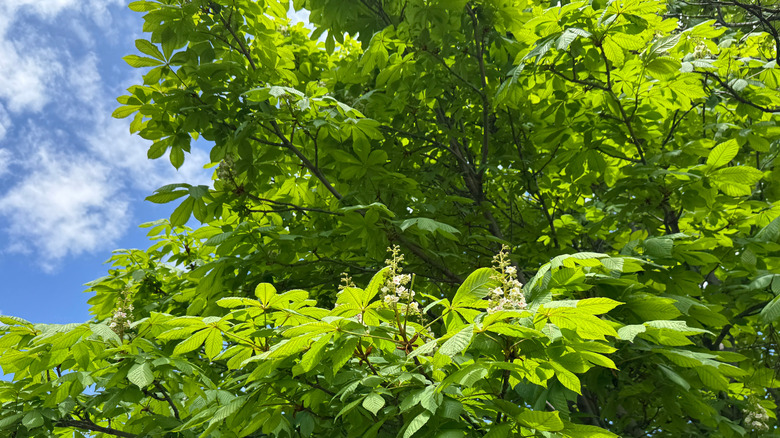 An large Ohio buckeye tree against a blue partially cloudy sky.