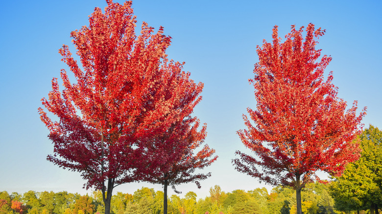 Two vibrant red maples show off their fall foliage.