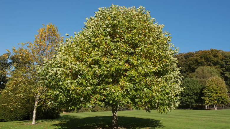 A tulip poplar tree growing with other trees in a park.