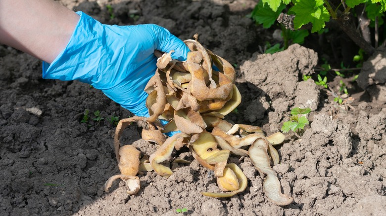 Using potato peelings as fertilizer