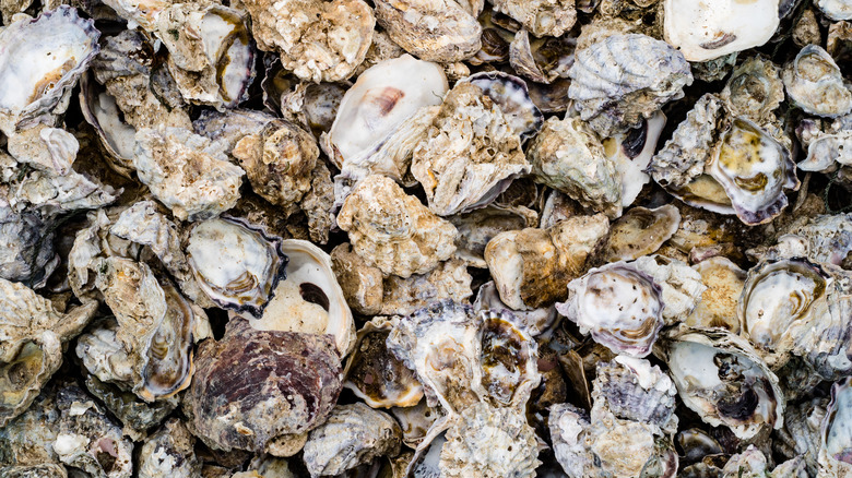 Pile of oyster shells