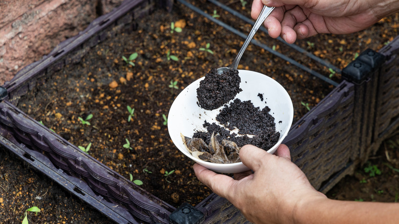 Hand gardening with coffee grounds
