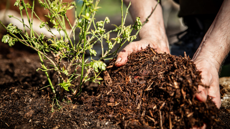 Closeup of gardener spreading mulch around young plant