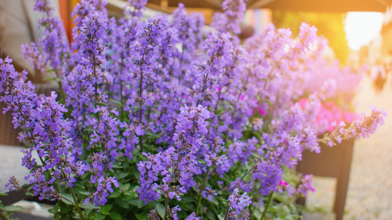 Full catnip bush in bloom