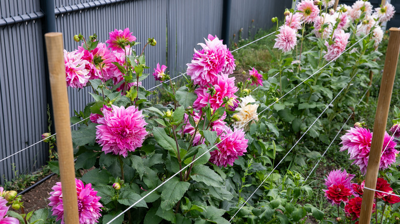 dahlias in full bloom on a garden