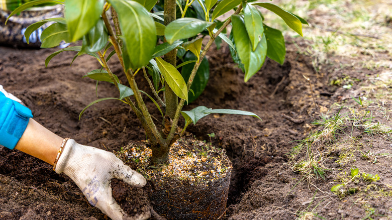 Gardener planting a plant into the ground