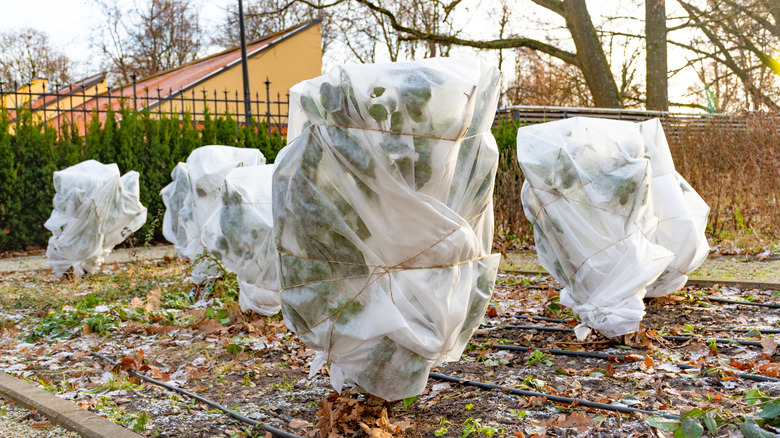 Plants covered in frost protection wrappings