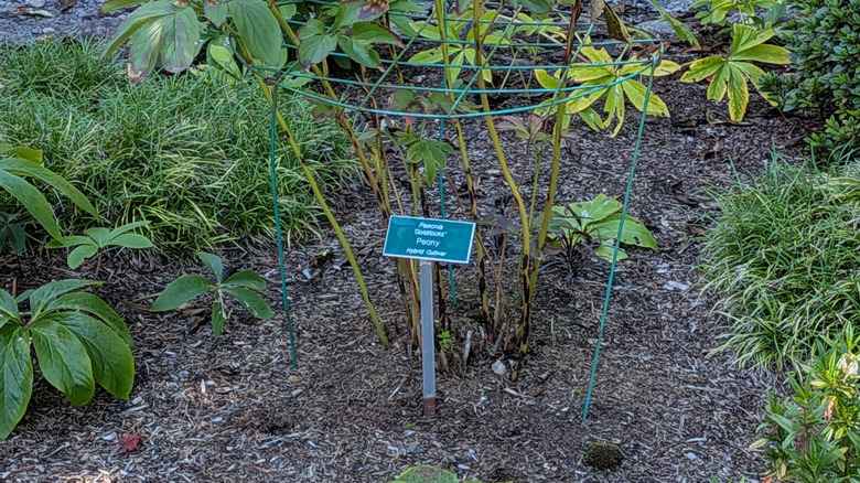 A labeled "Peony" plant with support grid