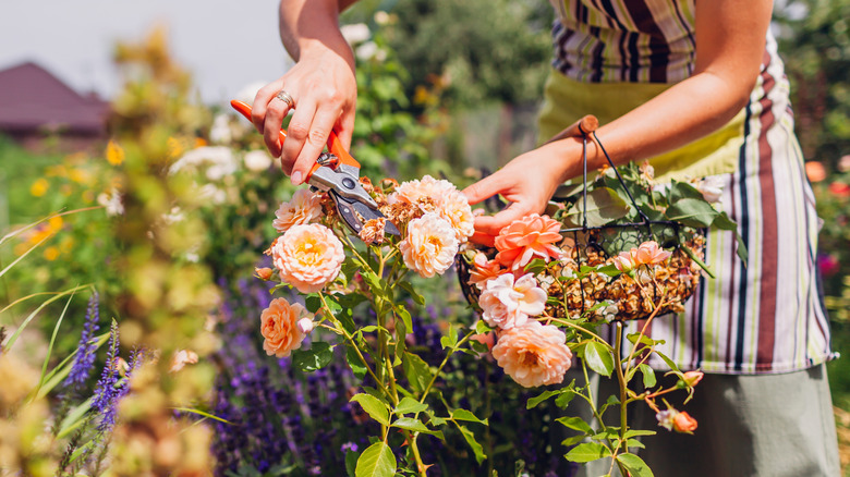 Gardener deadheading spent rose blooms