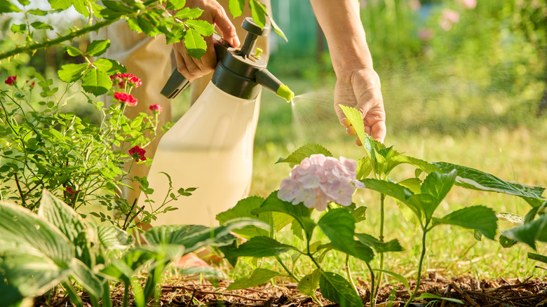 gardener with sprayer in garden