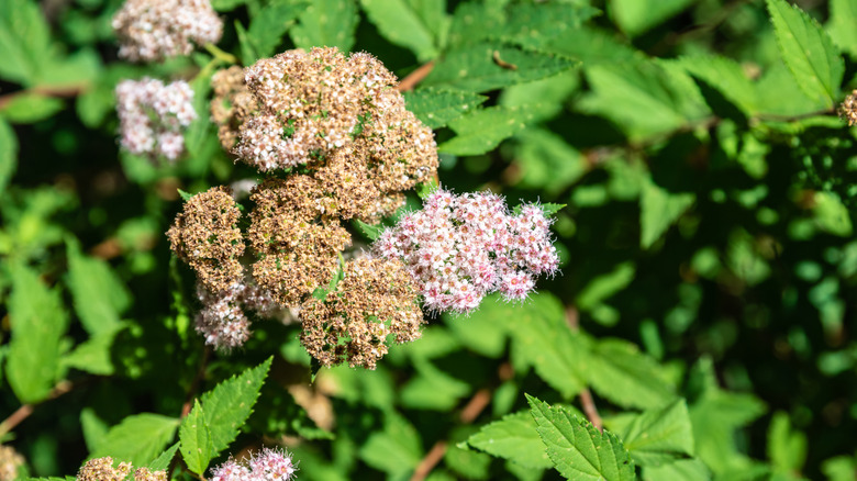 A spirea bush with blooming and dried flowers
