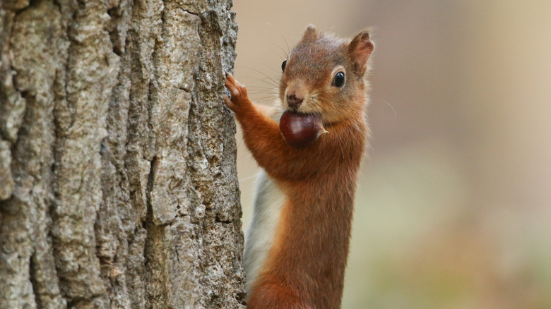 Squirrel climbing tree with food in mouth