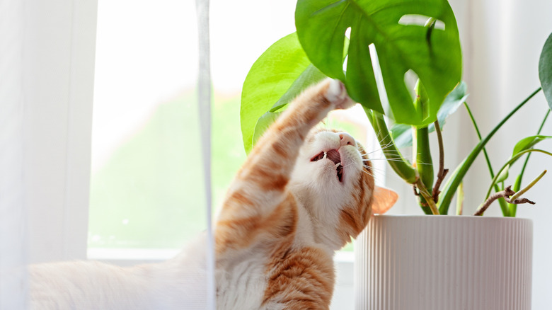 Orange and white cat playing with a house plant