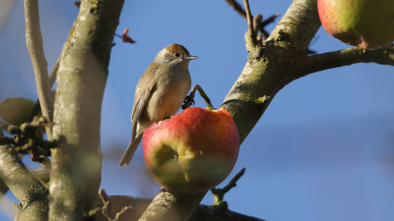 Bird sitting on a tree branch eating an apple