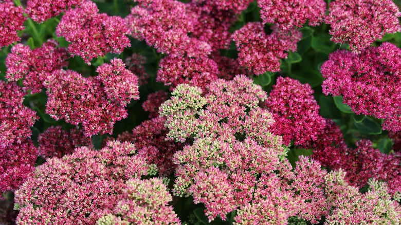 Pink sedum flowers