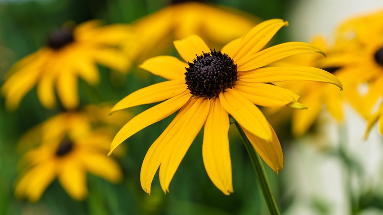 Closeup of yellow blackeyed Susan flower
