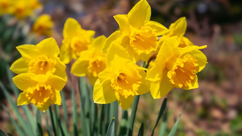 Closeup of yellow daffodil blooms