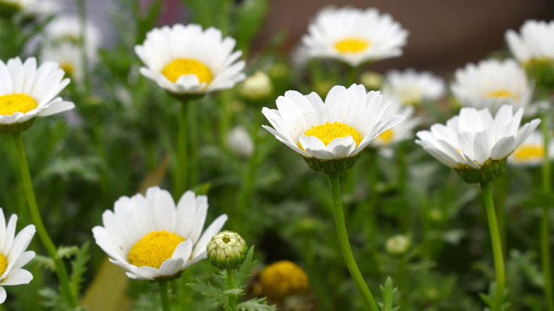 Closeup of white daisy blooms