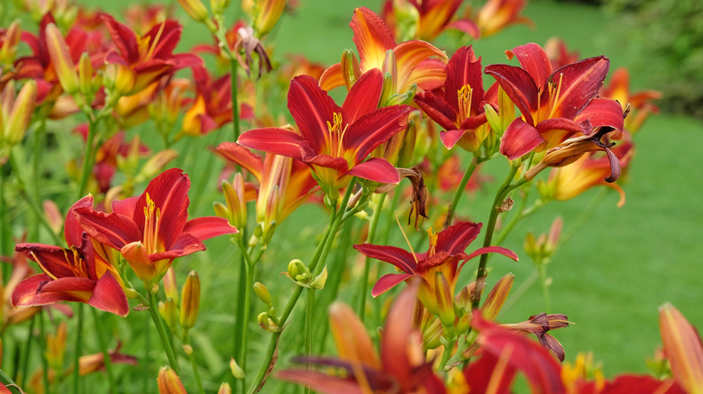 Closeup of red daylilies