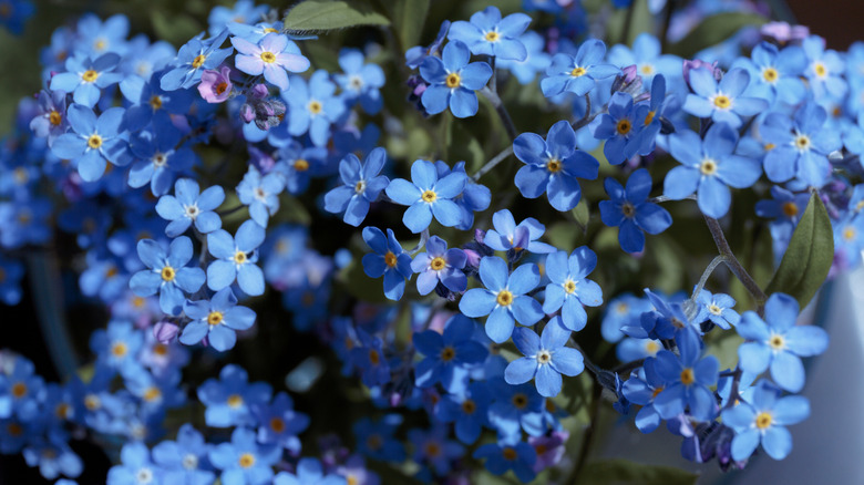 Closeup of blue forget-me-not blooms