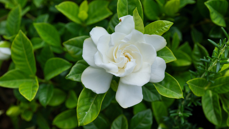 Closeup of a gardenia bloom
