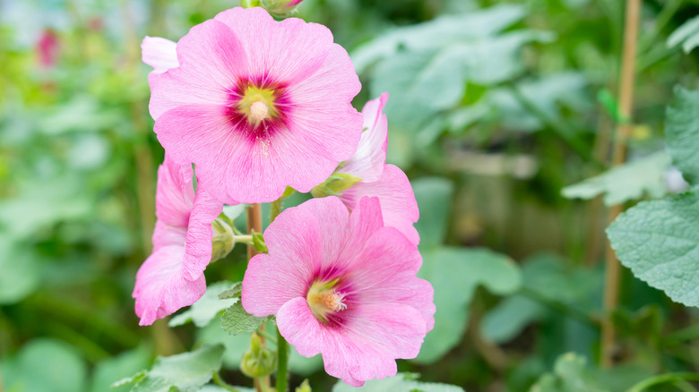 Closeup of pink hollyhock blooms
